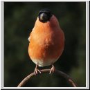 Pyrrhula pyrrhula - Gimpel m06.jpg